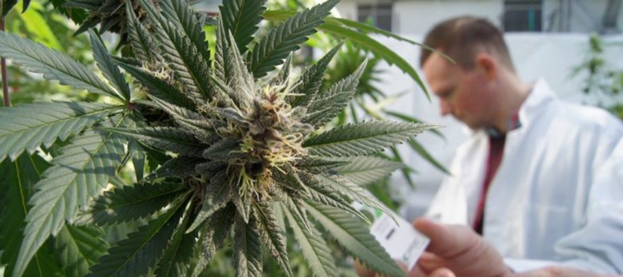 cannabis-ciencia