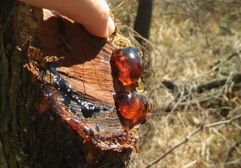 El CIMF Recomienda Estudian La Goma Del Algarrobo Blanco Y Su 